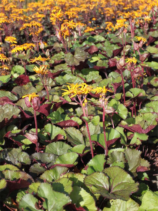 Goldkolben Ligularia desdemona dentata