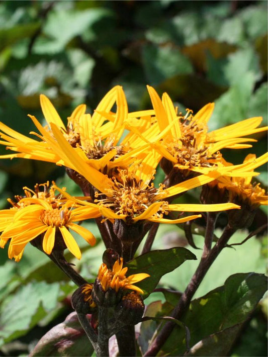 Goldkolben Ligularia othello dentata