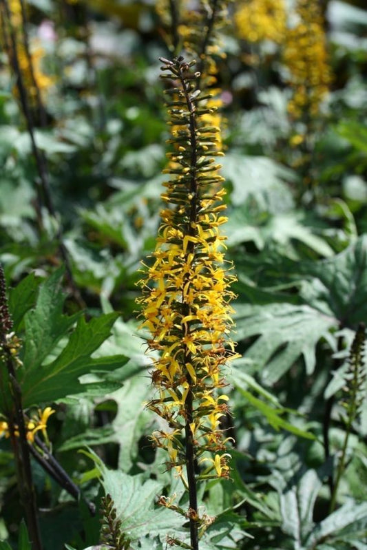 Goldkolben Ligularia przewalskii