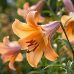 Lilie 'African Queen' - 5 Stück