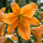 Lilie 'African Queen' - 5 Stück