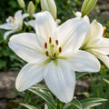 Lilie 'Albidona' - 10 Stück - LumiBlumi