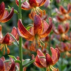 Lilie 'Arabian Knight Martagon' - 5 Stück - LumiBlumi