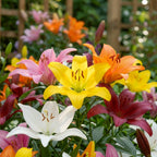Lilie 'Asiatisch Mischung' - 8 Stück - LumiBlumi
