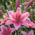 Lilie 'Asiatisch Rosa' - 8 Stück