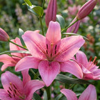 Lilie 'Asiatisch Rosa' - 8 Stück