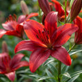 Lilie 'Asiatisch Rot' - 10 Stück