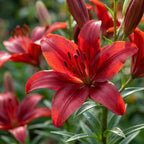 Lilie 'Asiatisch Rot' - 10 Stück