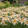 Lilium 'Auratum' - Lilie - LumiBlumi