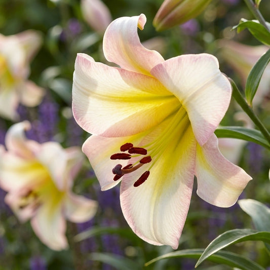 Lilie 'Beijing Moon' - 5 Stück