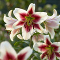 Lilie 'Beverley Dreams' - 10 Stück