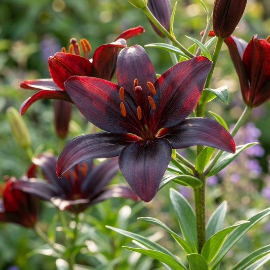 Lilie 'Blacklist' - 5 Stück
