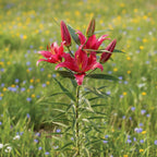 Lilium 'Bosco' - Lilie - LumiBlumi