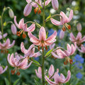 Lilium 'Candy Morning Martagon' - Lilie - LumiBlumi