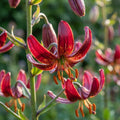 Lilie 'Claude Shride Martagon' - 3 Stück - LumiBlumi