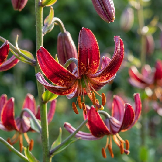 Lilie 'Claude Shride Martagon' - 3 Stück