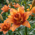 Lilium 'Double Love' - Lilie