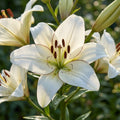 Lilium 'Eyeliner' - Lilie - LumiBlumi