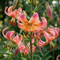 Lilie 'Fusion' - 3 Stück - LumiBlumi
