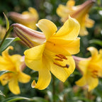 Lilie 'Golden Splendour' - 5 Stück - LumiBlumi