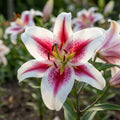 Lilium 'Hachi' - Lilie - LumiBlumi