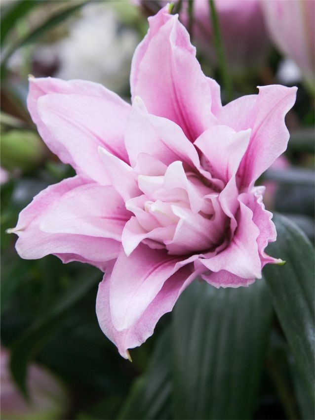 Lilien Roselily isabella