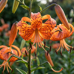 Lilie 'Lancifolium Tigrinum Splendens' - 10 Stück - LumiBlumi