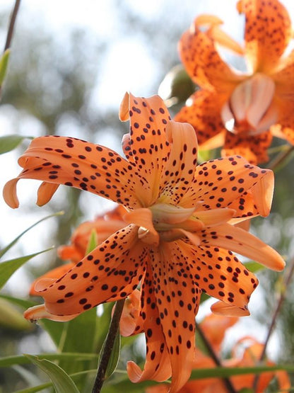 Lilien Flore pleno