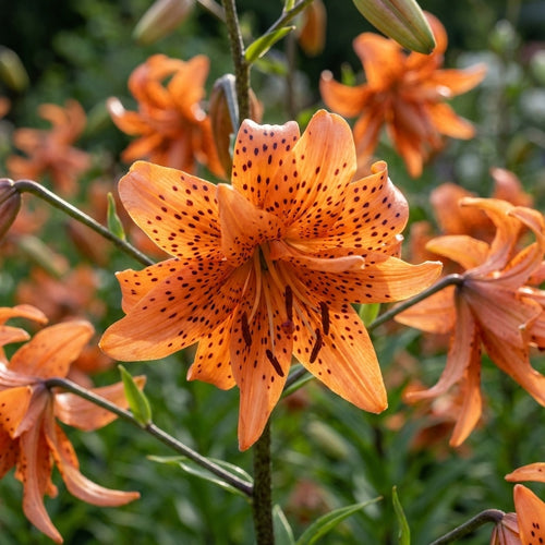 Lilie 'Flore Pleno' - 4 Stück - LumiBlumi