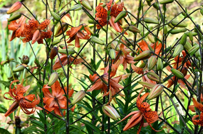 Lilium 'Flore Pleno' - Lilie