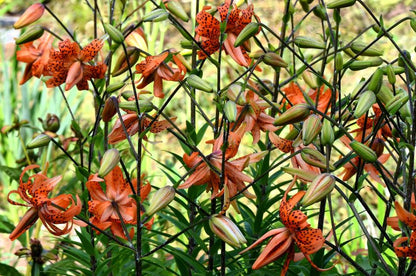 Lilium 'Flore Pleno' - Lilie