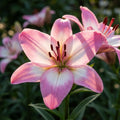 Lilium 'Levi' - Lilie - LumiBlumi