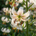 Lilium 'Albi Morning Martagon' - Lilie