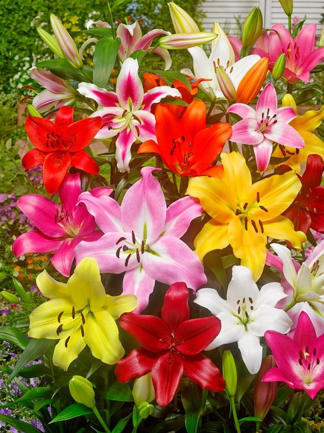 Lilien Picking garden mix
