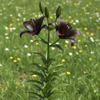 Lilie 'Nightrider' - 5 Stück - LumiBlumi