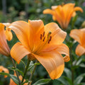 Lilium 'Orange Planet' - Lilie - LumiBlumi