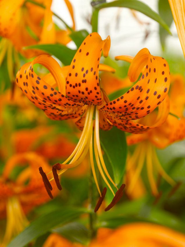 Lilien Orange tiger