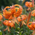 Lilie 'Orange Tiger' - 6 Stück