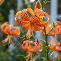 Lilie 'Henryi' - 5 Stück - LumiBlumi