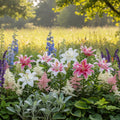 Lilium 'Gefüllte Lilie Mischung' - Lilie - LumiBlumi
