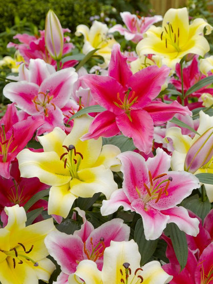 Lilien Oriental mischung