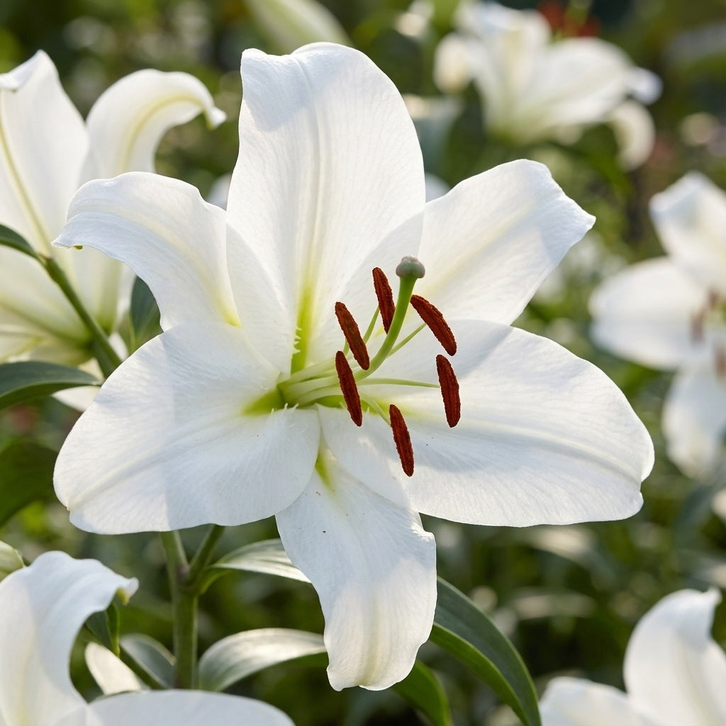 Lilium 'Pearl White' - Lilie