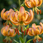 Lilie 'Peppard Gold Martagon' - 3 Stück - LumiBlumi