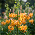Lilie 'Peppard Gold Martagon' - 3 Stück - LumiBlumi