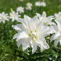 Lilium 'Polar Star' - Lilie - LumiBlumi