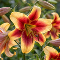 Lilium 'Red Morning' - Lilie