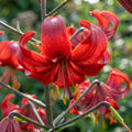 Lilie 'Red Velvet' - 5 Stück