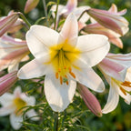Lilie 'Regale' - 4 Stück - LumiBlumi
