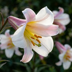 Lilie 'Regale' - 4 Stück - LumiBlumi