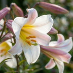Lilie 'Regale' - 4 Stück - LumiBlumi